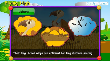 Flying High | Class 3rd EVS | CBSE