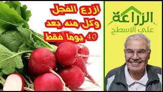 إزرع الفجل وكل منه بعد 40 يوما فقط  Plant radishes and eat after only 40 days