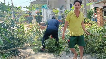 Cưa cây tràm bông vàng gần lộ xe .Cưa cây kỹ thuật cao
