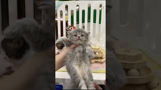 Fluffy Kittens Playtime! Irresistible Cuteness! #Shorts