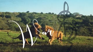 📹Lions attack!! A elephant responds!!! | V90