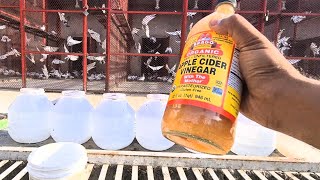  Apple Cider Vinegar for PIGEONS  & Health Benefits