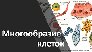 2.2  Многообразие клеток. Прокариоты и эукариоты