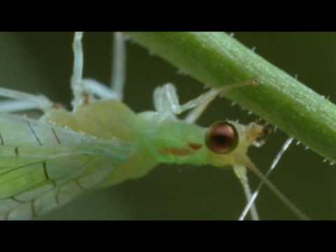 Video: Serangga Berfaedah Lacewing - Memanfaatkan Sayap Lacewing Hijau Di Taman