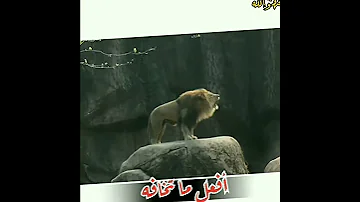 زئير الاسد هيبه الأسد حالات واتساب عن الاسد روعه ستوريات أنستا ستوري تسجيل دخول فخم 