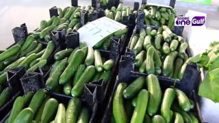 Doha Magazine | Success story of  Organic Farming in Qatar (Epi11 Part3)