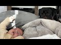 Newborn starts crying and this happens with rottweiler