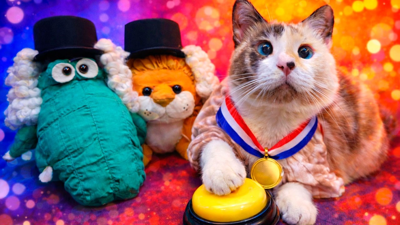 Эта кошка училась год, чтобы показать своё мастерство. Интернет шокирован