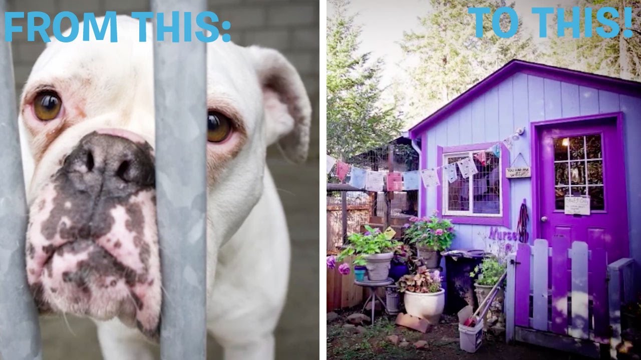 Rescue Gives Dogs Cottages Instead Of Cages Youtube