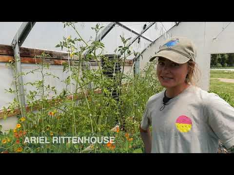 Rock Bottom Ranch: Pruning Tomatoes