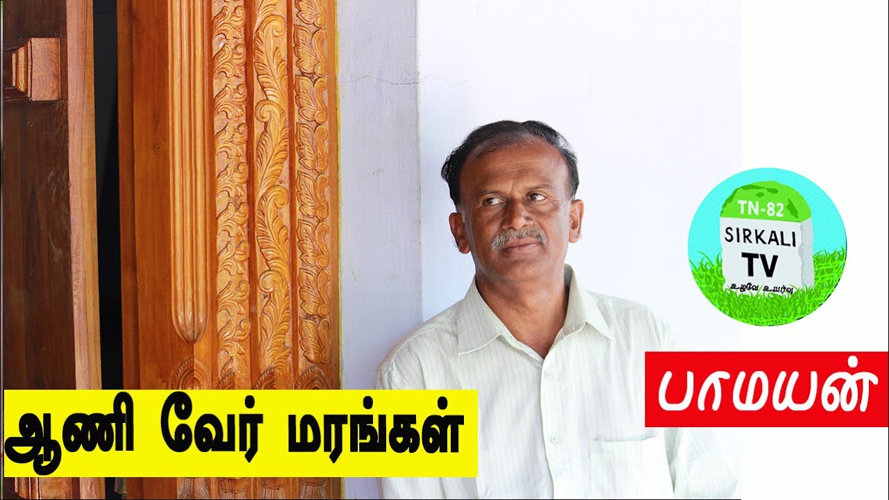 மண் வளத்தை பெருக்கும் ஆணிவேர் மற்றும் சல்லிவேர் மரங்கள் | அலையாத்தி மரங்கள் | Trees | Pamayan
