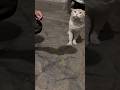 They Were Waiting So Patiently 🥹🐱#viral #catshorts #indianhasan #insaniyat #humanity