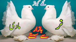 6 January 2022Lucky Pigeon  for sale/لکے کبوتر فارسیل