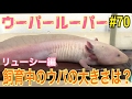 ウーパールーパー 70リューシーの大きさは？axolotl Breeding Video