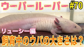 ウーパールーパー 70リューシーの大きさは？axolotl Breeding Video