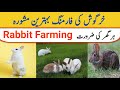  interesting and valuable information about rabbit farming   rabbit farming is very easy