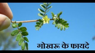 गोखरु के बेमिसाल फायदे | किडनी स्टोन को दुर करने का सबसे आसान उपाय Best Benefits of Gokhru = Kidney