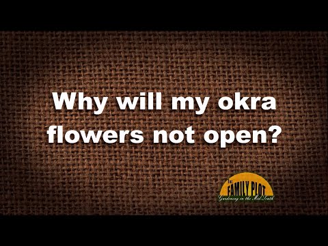 Video: Waarom laat mijn Okra bloemen vallen - Leer meer over bloesemdruppels op Okra-planten
