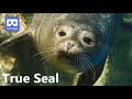 3D 180VR 4K Cute Little True Seal in Aqurium Children Love True Seal