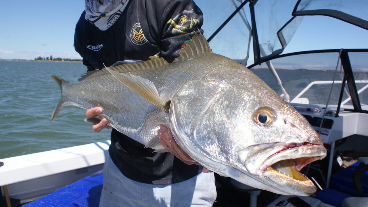 coorong net fishing Smarkey Dog Catch Pole Animal Catching Wildlife Control Tool Fishing for mulloway at Coorong