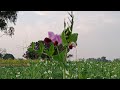 shorts videos|green field|crop|farmer| #shorts #anwarvlogs #shortvideo #anwarkhan #vlog2023#