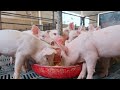 Ohio Pig Farmer Proud to Teach Sustainability to Next Generation