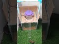 How to trap mice, creative tipsmouse traps at home #mousetrap #mousetrap