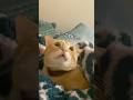 猫が天井に向かって怒る理由