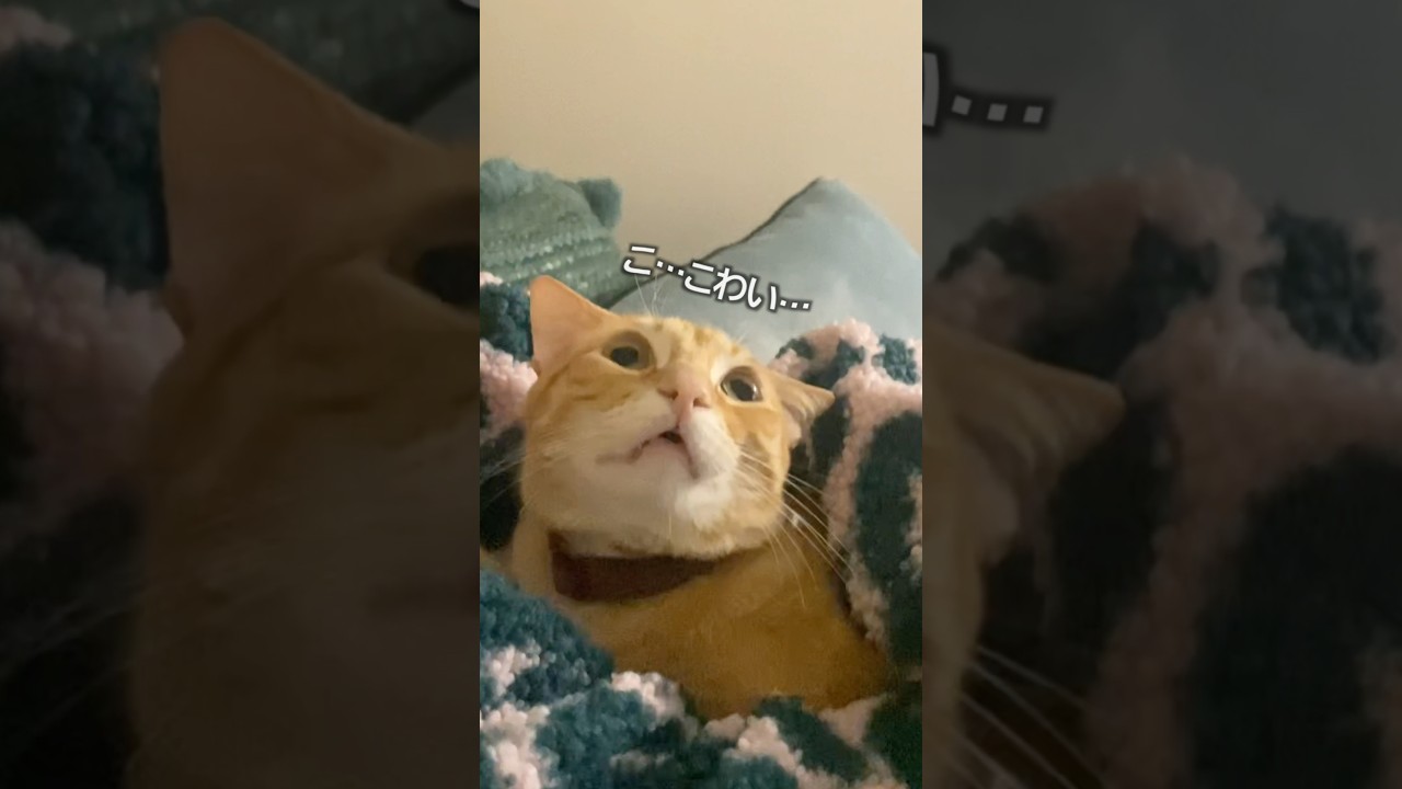猫が天井に向かって怒る理由