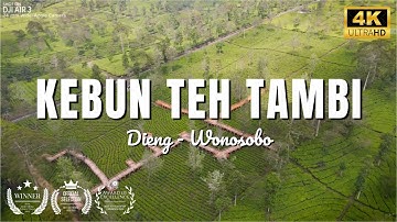 Review Wisata Kebun Teh Tambi Dieng Wonosobo | DRONE VIEW