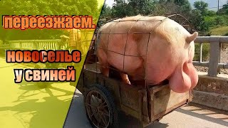 Переезжаем в новый свинарник. Железная клетка для хряка. Жизнь в деревне.