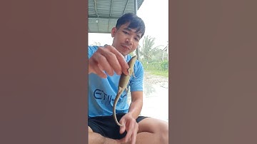 Đi câu rắn mối tập 2 mà câu được con gặp con có bầu nữa nên thả luôn