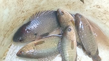 Câu Cá Rô Đồng Thử Câu Cần Dài Câu Điểm Câu Cũ Không Ngờ Toàn Cá Rô To Nó Ăn Giật Đã Thiệt.