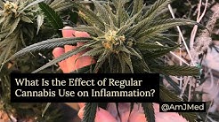 Regular Cannabis Use & Inflammation