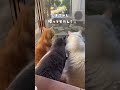 外猫が毎日ご飯食べに来るようになった#外猫しまちゃん#外猫#野良猫#猫のいる暮らし#猫の物語#保護猫になるまで#catstory#shorts