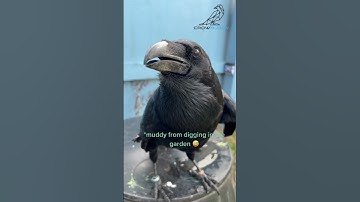 Talking Raven Mimics Human Speech—You Won’t Believe Your Ears! 🐦🗣️#corvids #mimicry #raven #birds