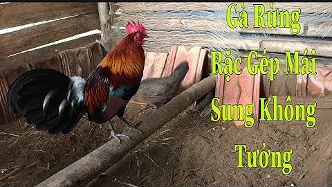 Gà Rừng Rặc Hơn Tháng Gép Mái Sẽ Như Thế Nào Của Kênh Núi Rừng Tv