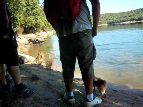 Salida perruna con Bill y su adoptante.El Hogar de Luci farmers insurance