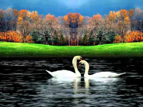 valsa o lago dos cisnes orquestra frank pourcel