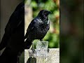 The Thirsty crow... प्यासा कौआ स्टोरी,