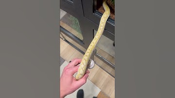 Super Dwarf Retic #shorts #snake #animals #pets #python #reptiles #wildlife #reticulatedpython