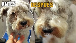 Cómo Bañar a tu Perro Schnauzer: Guía Completa Paso a Paso para el Aseo en Casa