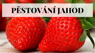 Pěstování jahod - jak vypěstovat bohatou úrodu jahod