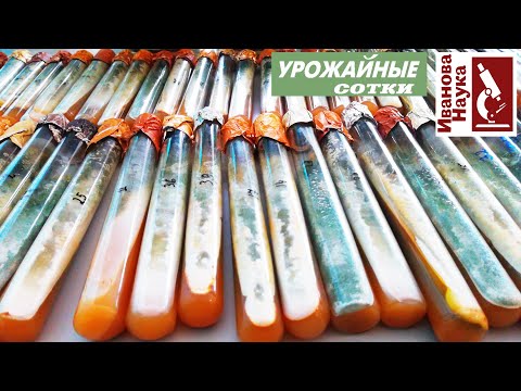 Сеем микробов! Разные способы и условия выращивания: каждый может выбрать по себе.