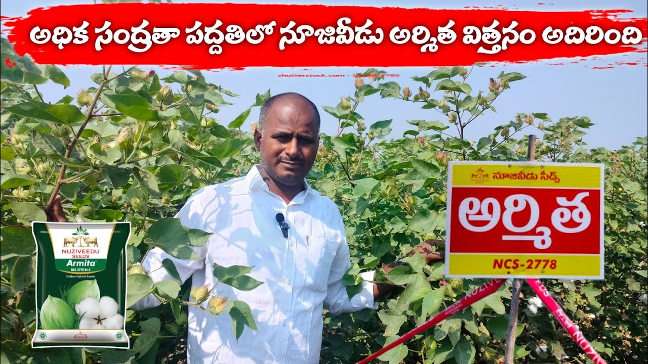 అధిక సంద్రతా పద్ధతి లో ఎకరానికి 25+ క్వింటల్ పత్తి తీయవచ్చు | high density plantation system