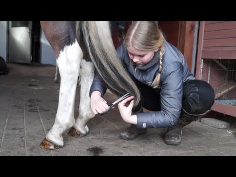 Video: Forsker Fant En Forhistorisk Hest I Sibir Som Er 40000 Gammel