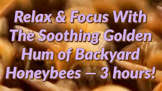 Relax & Focus With The Soothing Golden Hum of Backyard Honeybees — 3 hours!