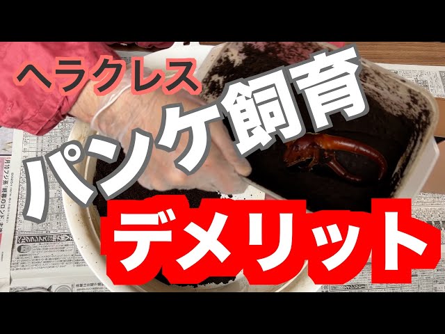 Art of Hercules] 44 Disadvantages of breeding Panke - YouTube