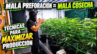 What to do in the first weeks of FLOWERING? Day 12 | INDOOR grow guide | Pre-flowering