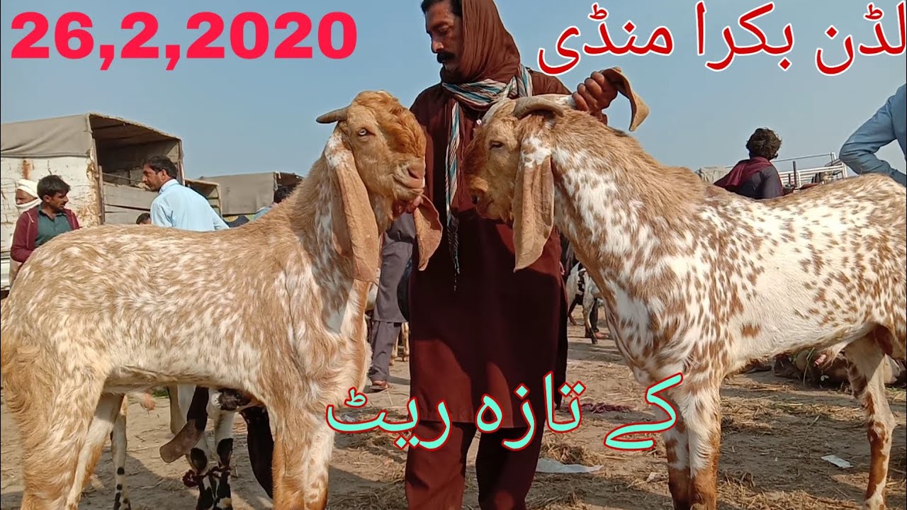 2020 Cheeni